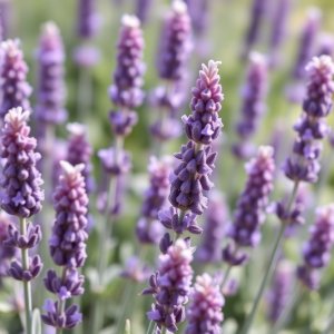 How to Grow Lavender in Egypt: A Complete Guide