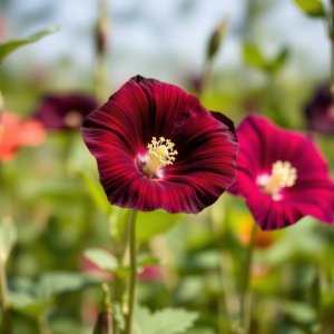 How to Grow Common Morning Glory (Ipomoea purpurea) in Egypt: A Complete Guide