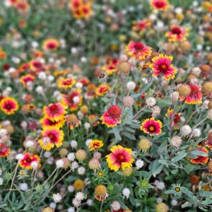 How to Grow Blanket Flower / Indian Blanket (Gaillardia pulchella) in Egypt: A Complete Guide