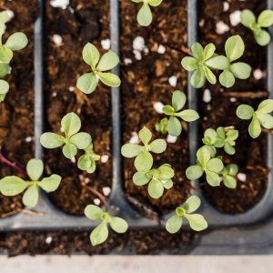 How to Grow Annual Phlox / Drummond's Phlox (Phlox drummondii) in Egypt: A Complete Guide