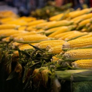 How to Grow Sweet Corn (Zea mays var. saccharata) in Egypt: A Complete Guide