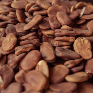 How to Grow Fava Bean / Broad Bean (Vicia faba) in Egypt: A Complete Guide