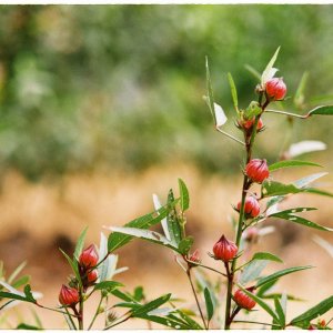 How to Grow Roselle (Hibiscus sabdariffa) in Egypt: A Complete Guide