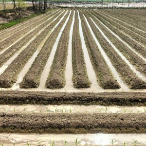 How to Grow Berseem Clover / Egyptian Clover (Trifolium alexandrinum) in Egypt: A Complete Guide