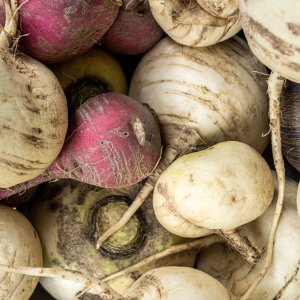 How to Grow Turnip (Brassica rapa subsp. rapa, Rapifera Group) in Egypt: A Complete Guide