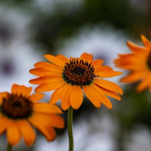How to Grow African Daisy (Arctotis stoechadifolia) in Egypt: A Complete Guide