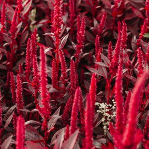 How to Grow Edible / Vegetable Amaranth (Amaranthus tricolor) in Egypt: A Complete Guide