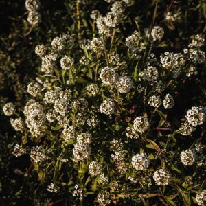 How to Grow Sweet Alyssum (Lobularia maritima) in Egypt: A Complete Guide