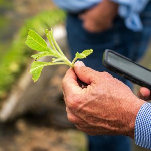 Is Your Plant Sick?