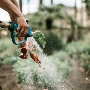 Why Eggplant Needs Special Care