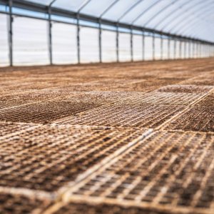 Sweet Basil Seedlings