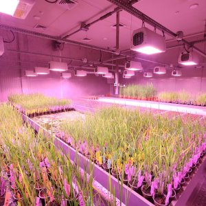 Smart Lighting System