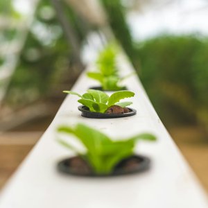 Water Conservation in Agriculture