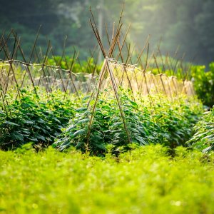 شبكات دعم النباتات Trellis