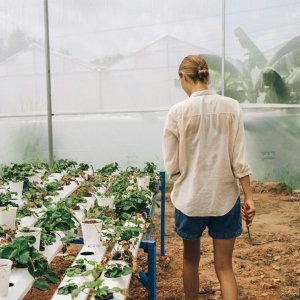 Overcoming Traditional Farming Issues in Egypt
