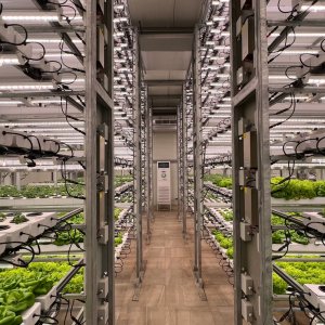 Success in Hot Weather Crop Farming