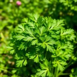 Parsley