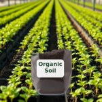 Organic Soil Mix