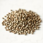 Marjoram