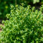الزعتر Thymus vulgaris