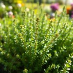 الزعتر Thymus vulgaris
