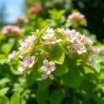 النعناع Mentha