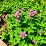 النعناع Mentha