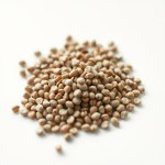 النعناع Mentha