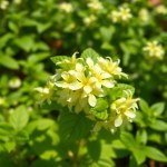 Lemon Basil