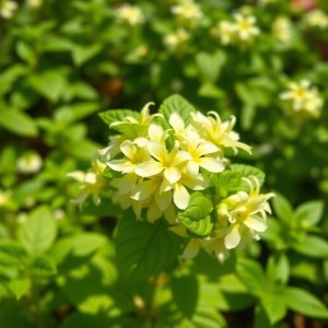 Lemon Basil