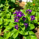 Dark Opal Basil