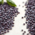 Dark Opal Basil