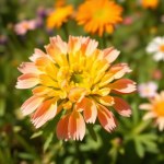 Arctotis Flowers