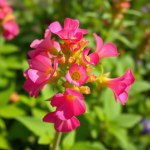 Amaranth Flowers