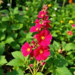 Amaranth Flowers