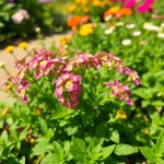 Alyssum Flowers