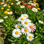 English Daisy (Bellis perennis)