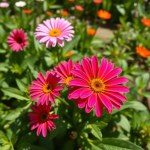 Gazania Flowers
