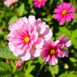Gomphrena Flowers