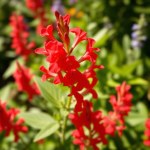 Red Salvia Flowers