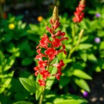 Red Salvia Flowers