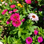 Cineraria Flowers