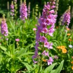 Delphinium Flowers