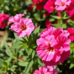 Chinese Carnation