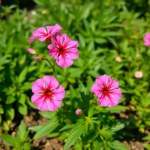 Chinese Carnation