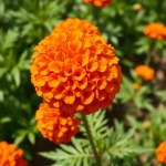 French Marigold