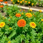 French Marigold