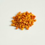 French Marigold