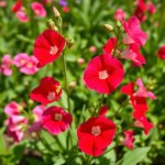 Sweet Pea Flowers