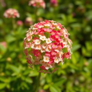 Gypsophila Flowers